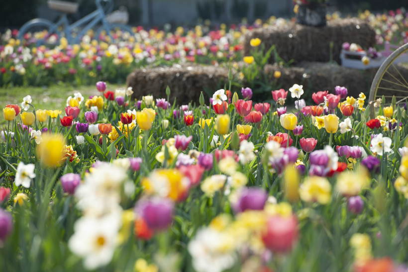 Tulipania 2024: aperto il campo dei tulipani da raccogliere